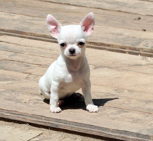  mini toy chihauhua puppies for adoption