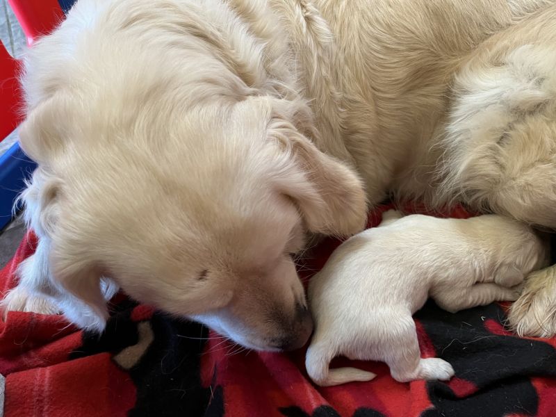 Golden Retriever puppies