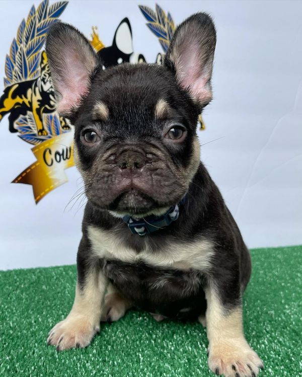 French bulldog puppies for adoption