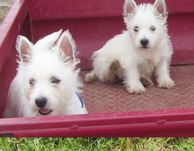 welse high puppy for sale