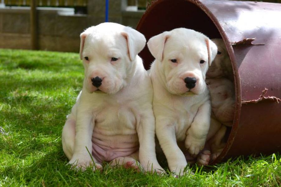 Dogo Argentino puppies with pedigree