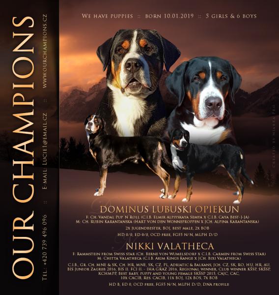 Greater Swiss Mountain Dog - FCI pedigree