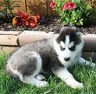 male and female siberian husky puppies for a home