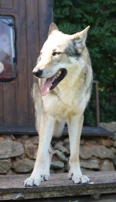 Czechoslovakian Wolfdog puppies with pedigree
