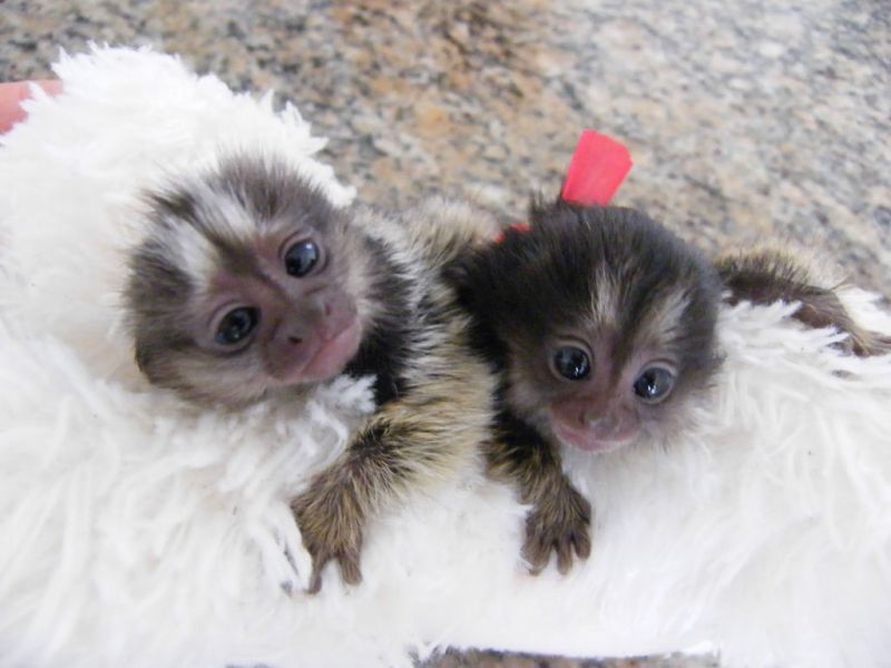 Pure Breed Marmoset Monkey for a new Home… 