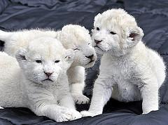 exotic feline white lion and tiger cubs available.