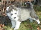 MALE AND FEMALE SIBERIAN HUSKY FOR ADOPTION