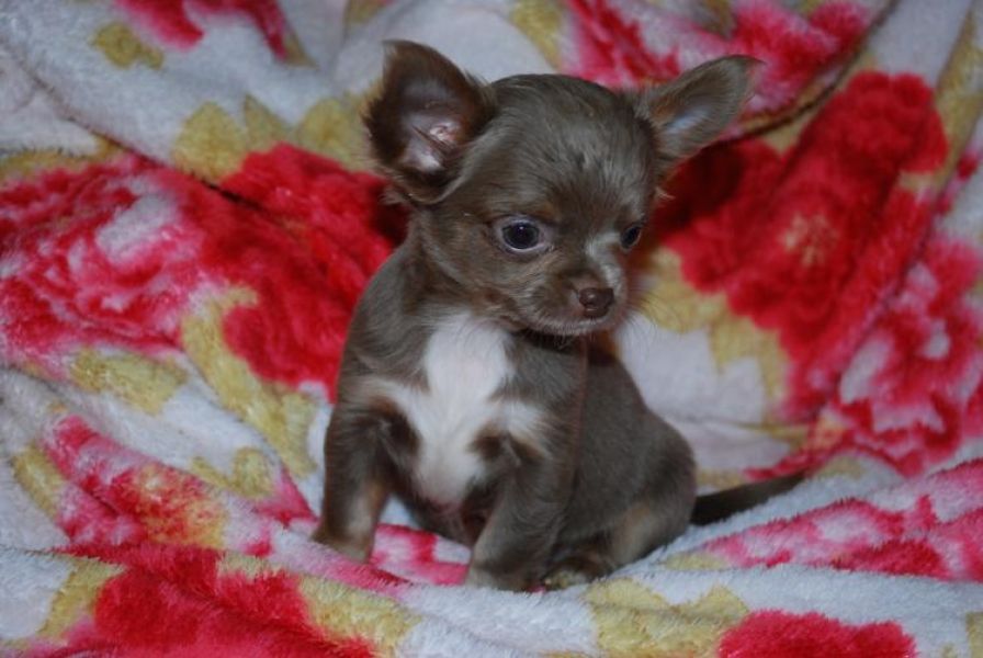Luxury MINI! Toy Chihuahua Puppies rare color Leopard