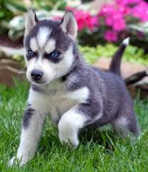 Siberian Husky puppies for free home.