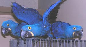 Hyacinth Macaws Pairs