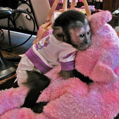Hand raise UKDA registered Capuchin monkeys available