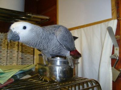 Talking African grey Parrots Now Ready For Sale