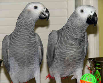 Male and Female African Gray Parrots