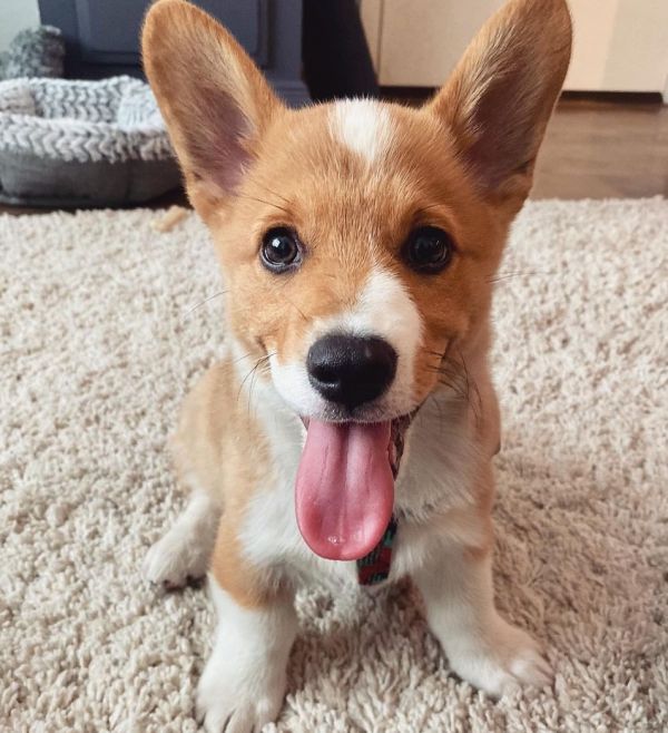 Pembroke Welsh Corgi looking for loving homes. 