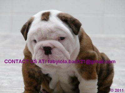 CUTE MALE & FEMALE ENGLISH BULLDOG PUPPIES FOR ADOPTION!