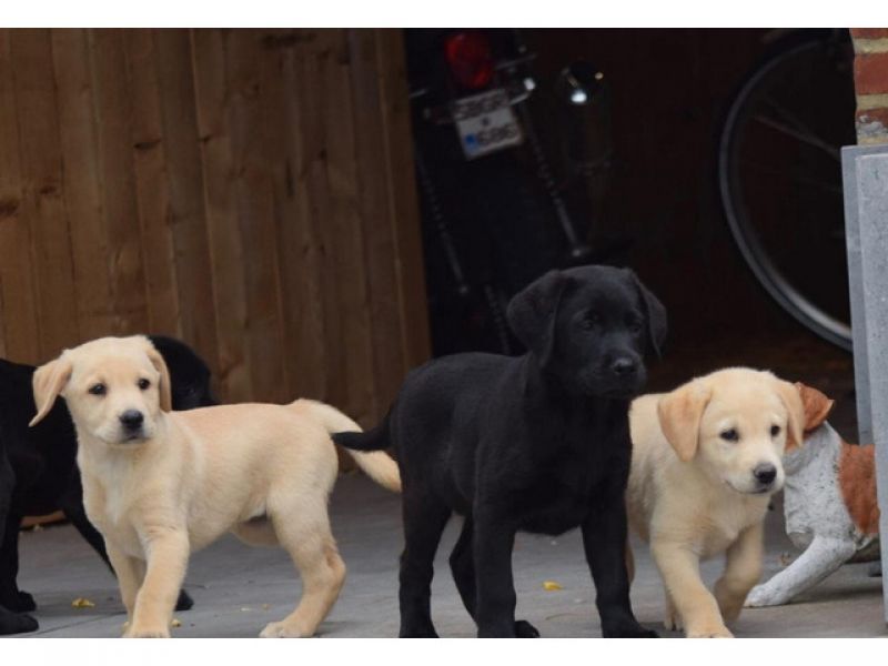 Lebrador retriever Puppies +447440524997