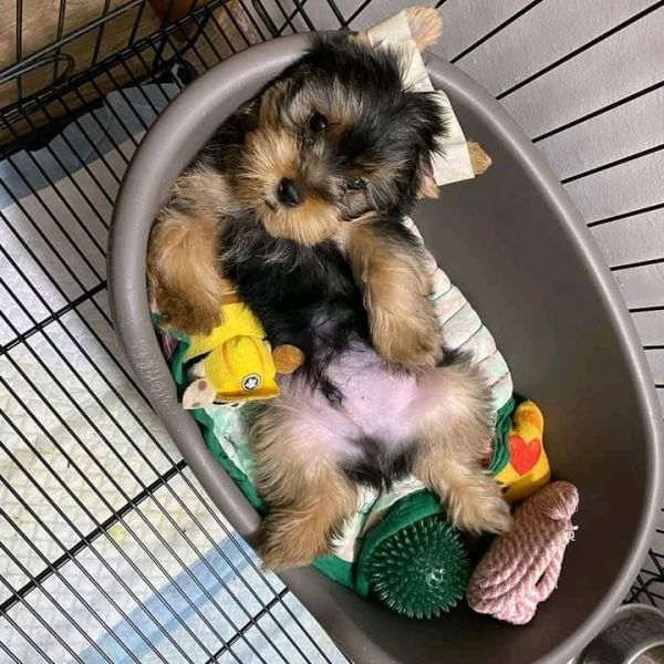 Yorkshire Terrier puppies
