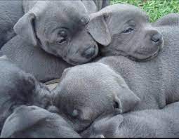 Kc Registered Blue Staffies