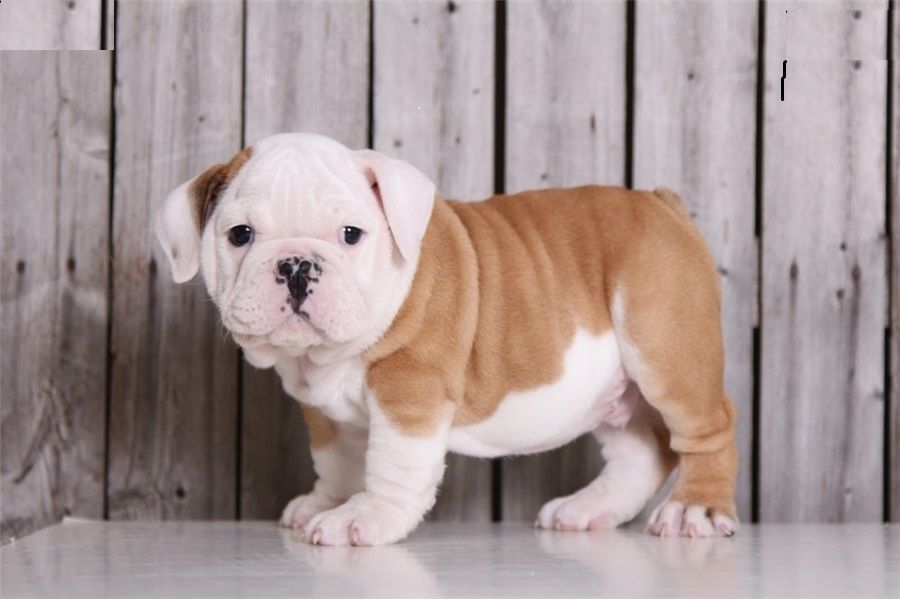  We have 4 gorgeous lilac and white colored AKC Boston Terrier male puppies 8 weeks old, . 