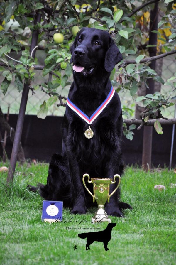 Offer of mating, beautiful and successful dog Flat Coated Retriever