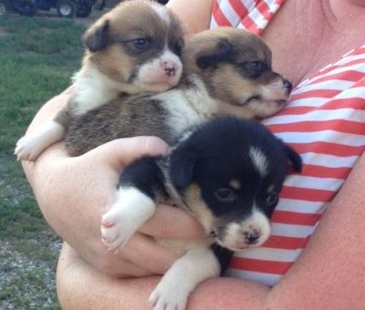 Pembroke Welsh Corgi Puppies For Rehoming!!!!!