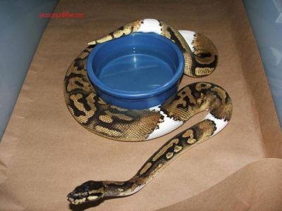 cute and Adorable piebald,albino and ball pythons now available For Adoption