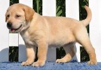 Labrador Retriever Puppies for adoption