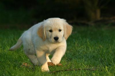 GOLDEN RETRIEVER PUPPIES FOR ADOPTION NOW