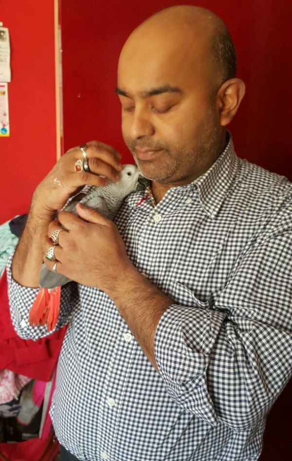 African grey parrot in need of a new home