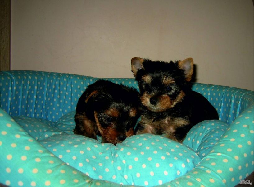 Cute Yorkie puppies Still Available for Adoption