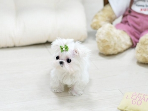 Tiny Teacup  Maltese ready for sale