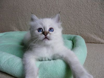 Sacred Birma kittens with pedigree
