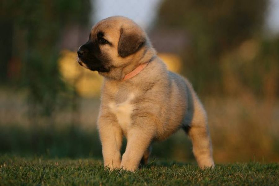 Anatolian Shepherd dog - Kangal