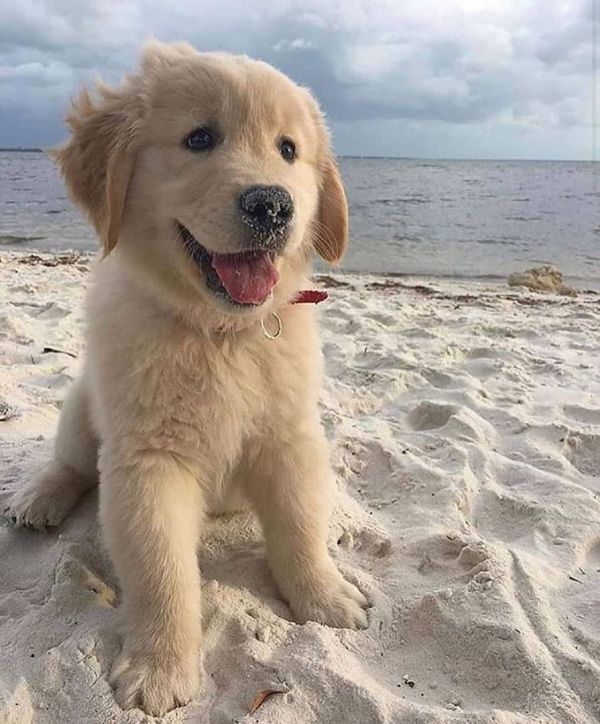 Golden retriever puppy for sale