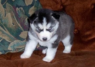 Gorgeous Blue Eyes Siberian Husky Puppy Now Ready For Sale