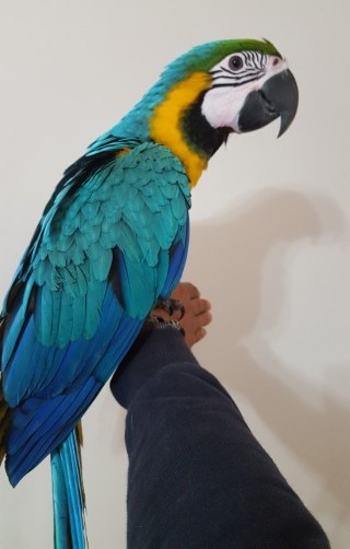 Gorgeous, Handsome Baby blue and gold macaw For Sale