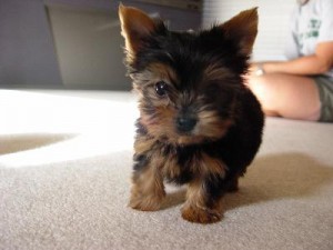 Lovely teacup yorkie puppies for adoption