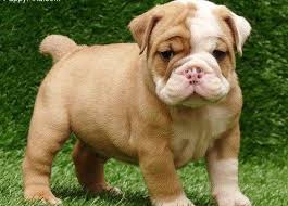 Cute English Bulldog puppies