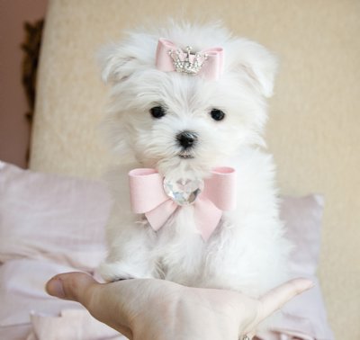 ADORABLE TEACUP YORKIE PUPPIES FOR YOUR HOME THIS COMING XMAS