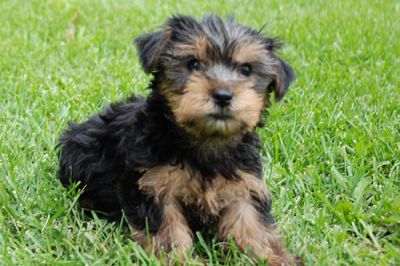 The Yorkie is a Toy Breed and on of the true purse puppies.