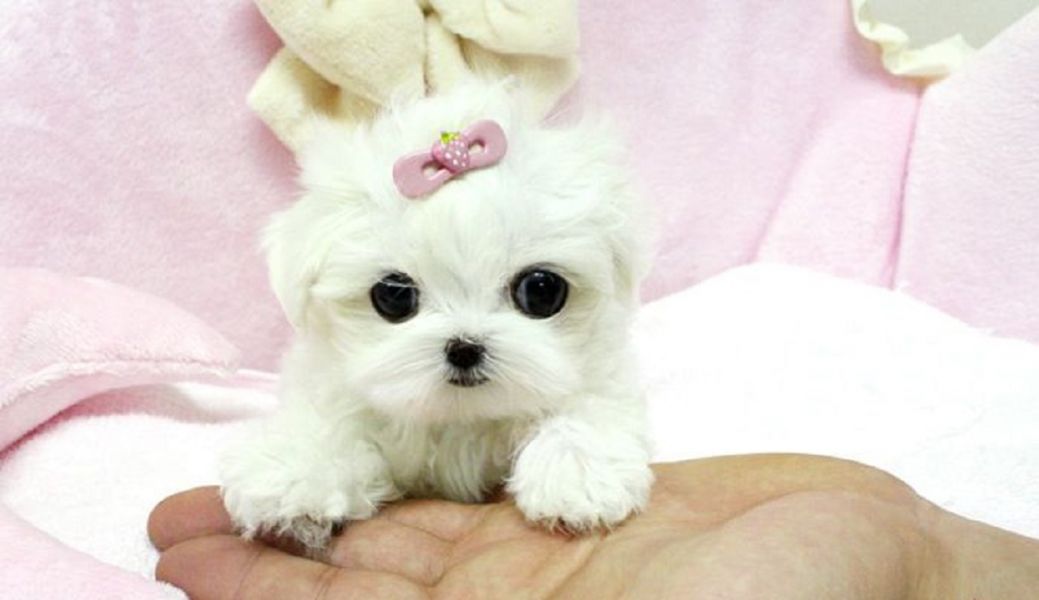 Supper Tiny Teacup Maltese Puppies 