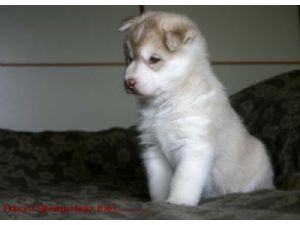  BEAUTIFUL SIBERIEAN HUSKY PUPS(07031871838)