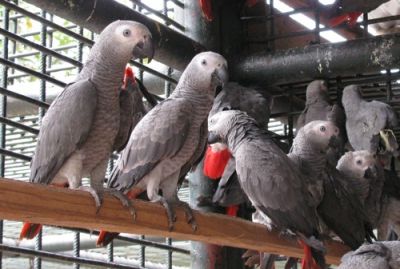 African grey parrots for sale