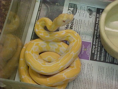 cute and adorable male and female king-snake Ball ,Piebald and Albino pythons for adoption