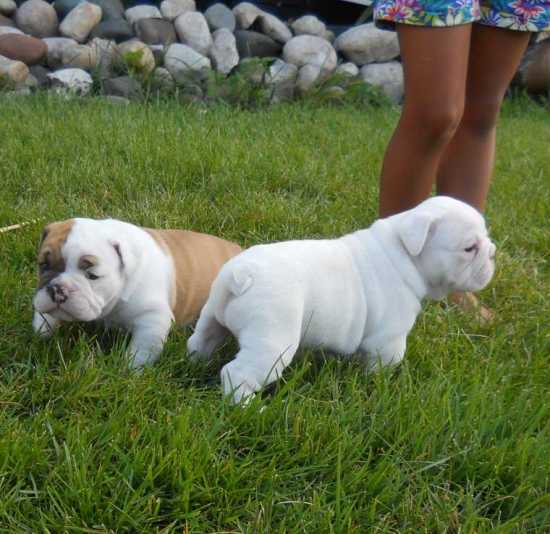 Stunning-English Bulldogmale Puppies all papers