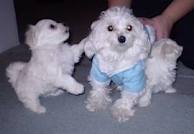 male and female maltese puppy now looking for a new lovely family