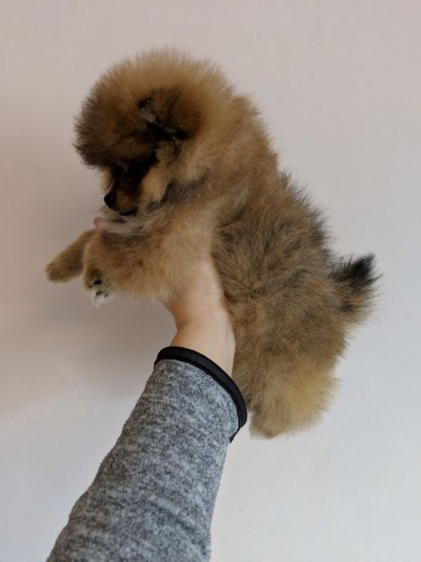 Beautiful Pomeranian puppies for good homes