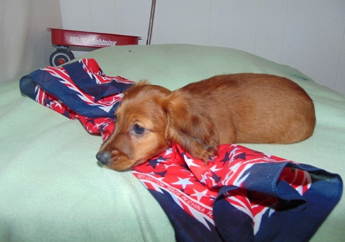 Adorable DACHSHUND puppies ready to live whatsapp 07418329899