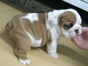 Cute And Adorable English Bulldog Puppies For Adoption.