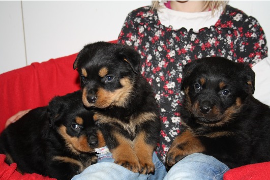 Top Quality Rottweiler Puppies